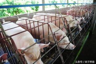阜阳猪场今日头条,揭秘猪场养殖新动态，共话行业发展新趋势”