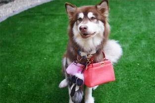 法斗犬 明星,明星犬界的璀璨明珠