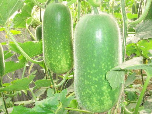 嘉然7月吃瓜,揭秘娱乐圈幕后风云