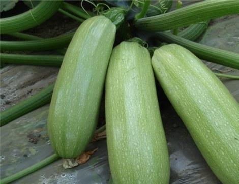 午餐吃瓜有什么好处,消暑解渴，健康养生新选择