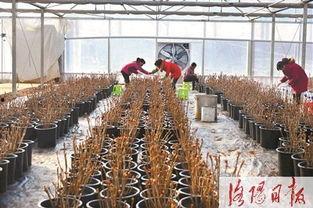 丰李镇网红肉店,探寻地道美食的传奇之旅