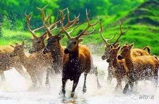 吃瓜麋鹿,揭秘动物界的“网红”现象