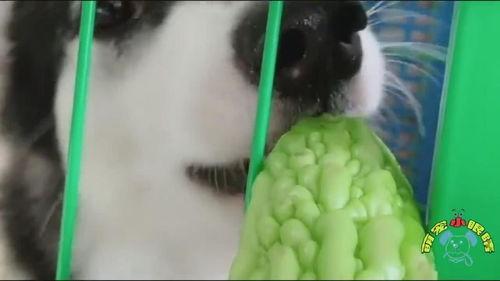 哈士奇吃瓜不吃皮,瓜皮不拒，瓜肉却爱，揭秘狗狗的独特口味