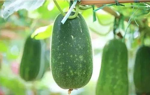 写吃瓜旳文章,那些年我们一起吃过的瓜